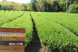 ミイさまセット♡宇治抹茶【結】30ｇ×５袋＋紅茶パウダー５袋+特上煎茶5種類セット‼水出しOK！（農薬・化学肥料・除草剤不使用）