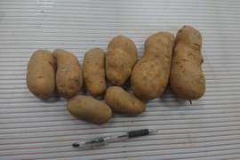 【訳あり】北海道産メークイン20キロ