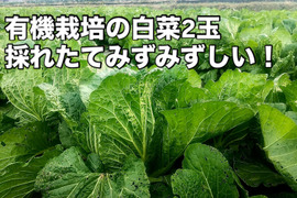 【有機JAS認証】有機白菜2玉、約3kg、クセもなくみずみずしい、甘み十分！