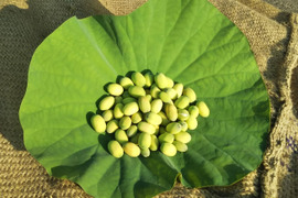 【夏季限定】貴重な「生の蓮の実」（200g）【冷凍】【数量限定】