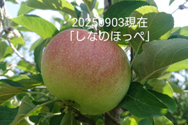 【2025年予約販売始めます！】硬くてパリッとシャリッとの食感がお好きな方は「しなのほっぺ」約5kg バランスのとれたりんご。長野県オリジナル品種/スタッフ推しりんごです。