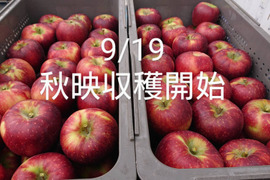 安曇野産「秋映」約3kg　果汁たっぷり濃厚な味わい、硬めで「パリッ」と「シャキッ」とです。」収穫始まりました。