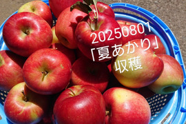 いざ、収穫！「夏あかり 約5㎏」夏の人気品種。長野県生まれ品種です。品種的にサイズは小玉ですが、味はパワー抜群！酸味と甘味良好