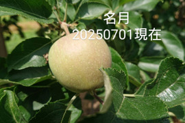 2025年予約注文開始！「名月約10kg入り」生産者が大好きなりんご。甘みたっぷり品種、黄色のボディに頬紅を付けた見た目も愛くるしいです。