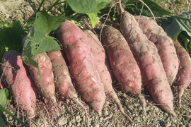 さつまいも　里むすめ2kg【漢方栽培】