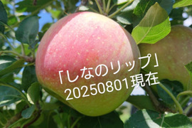 「しなのリップ約5kg」「夏りんごの主役」！長野県オリジナル品種。果汁が多く甘味と酸味のバランスが良い。夏収穫りんごを食べるなら押さえておきたい品種です。お届け後冷蔵庫にて