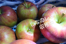 収穫始めます！「しなのレッド」約1.5kg以上入り。 夏の暑さで疲れた身体に酸味の魅力最適です！長野県オリジナル品種。私の夏のお薦め品種・紅玉りんごお好きな方にお薦め品種
