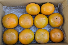 「少量ご希望の方！」シャリシャリ食感の太秋柿（約10個）約２Kg（Ｍサイズ）