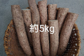 長野県産冬堀り長芋収穫しました。約５㎏入り/甘味と粘り良しですよ。長芋レシピ商品説明に色々記載してますのでご参考になさって下さいませ。※日持ちします。