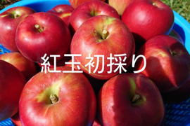 今も昔も思い出懐かし林檎「紅玉!」約5kg 根強い人気品種 アップルパイ作りにも最適、型崩れしにくいですよ。酸味の魅力、甘味もね!