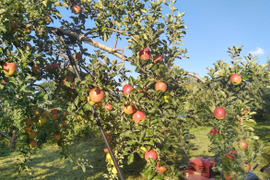 太陽の恵みをたっぷり受けた葉とらずりんご「シナノスイート」５キロ