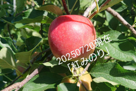 予約販売開始します！「紅みのり」約3kg　硬いりんご甘味酸味のバランスが良いですよ。夏収穫品種の中で日持ちするりんごです。