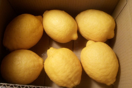 超大きいのでお買い得　レモン　１．５ｋｇ