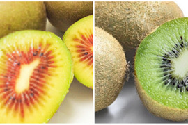 【防腐剤・化学肥料・農薬不使用】レッドキウイ小玉500g＆グリーンキウイ小玉500g　食べ比べセット