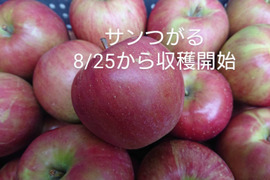 収穫始まりました！「サンつがる」約5kg　サンつがるは果汁が多く甘味を引き立てる酸味が魅力。昨年（2023年）は霜被害にあってしまいましたが今年はたくましく育ってくれています。（＾＾）