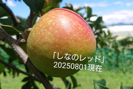 収穫始めます！「しなのレッド」約1.5kg以上入り。 夏の暑さで疲れた身体に酸味の魅力最適です！長野県オリジナル品種。私の夏のお薦め品種・紅玉りんごお好きな方にお薦め品種