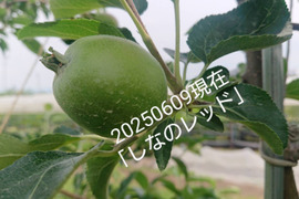 2025年予約販売始めます！8月収穫りんご「しなのレッド」約5kg入り 夏の暑さに疲れた身体に最適です。｛酸味の魅力｝長野県オリジナル品種です。私の夏のお薦め品種紅玉りんごお好きな方にもお薦め品種です