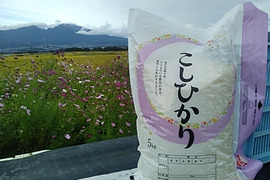 【令和7年産】　新米　長野県産　コシヒカリ　１０キロ(５キロ×2個)