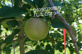 【2025年予約販売始めます！】硬くてパリッとシャリッとの食感がお好きな方は「しなのほっぺ」約5kg バランスのとれたりんご。長野県オリジナル品種/スタッフ推しりんごです。