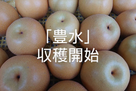 収穫開始です！「豊水梨」約3kg　瑞々しくて爽やかな甘味でシャリっと食感です！