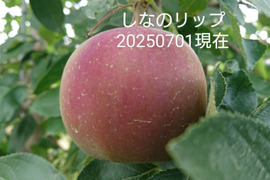 2025年予約販売始めます！「しなのリップ約5kg」「夏りんごの主役」！長野県オリジナル品種。果汁が多く甘味と酸味のバランスが良い。夏収穫りんごを食べるなら押さえておきたい品種です。お届け後冷蔵庫にて