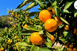 酸味と甘味のバランスの良い旬のちえみかん🍊（田口早生）３㌔