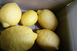 超大きいのでお買い得　レモン　１．５ｋｇ