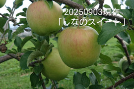 2025年予約販売始めます！「しなのスイート約10kg」当農園リピーターのお客様が一番多い品種です。果汁が多く甘味が強く酸味が優しい品種です。(今年は収穫量少し少なめかもです？）