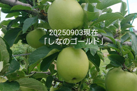 2025年予約販売始めます！「シナノゴールド約10kg入り」スタッフお薦め　ゴールデンデリシャスと千秋の交配種/2品種の良い所どり・瑞々しく　｢パリッとシャリ感最高」です。