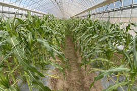 「俺に惚れてみないか？」あまーーーい！！！朝採れスイートコーン！（栽培期間中、農薬不使用）5本入