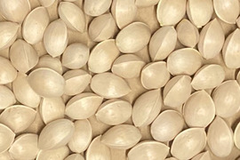 ‼️100g増量中‼️【ほぼLL以上！】殻付ぎんなん無選別パック(400g)