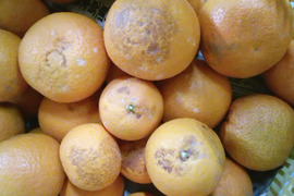 2級品　清見オレンジ　９ｋｇ