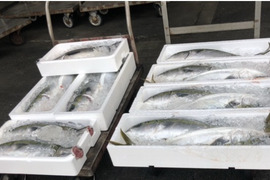 山口県産天然ぶり 冷凍加工済み
大特価です！