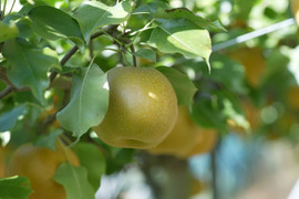 【福袋2026】新雪梨orあたご梨+白ネギカット＋白菜カットオマケ付冷蔵便