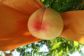 【2025年先行予約】　
　清水白桃/白鳳  【ご家庭用】【朝どれ】【樹熟🍑】2㎏化粧箱でお届け！