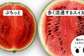 種ごと食べれるスイカ誕生！『ぷちっと』（1玉：約4人分）