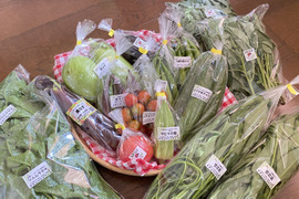 【自然栽培🍀100サイズ】管理栄養士が育てる🧑‍⚕️朝採り新鮮！お野菜大好き家族のための旬菜セットL