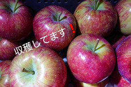 「しなのリップ約5kg」「夏りんごの主役」！長野県オリジナル品種。果汁が多く甘味と酸味のバランスが良い。夏収穫りんごを食べるなら押さえておきたい品種です。お届け後冷蔵庫にて