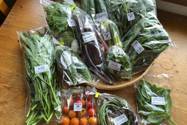 【自然栽培🍀80サイズ】朝採り新鮮！旬菜セットM（３〜５人様向け）