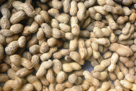 煎りピーナツ用！大きな☆落花生！1ｋ～農薬/化学肥料・不使用