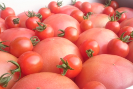 予約1月下旬から順次発送【特別栽培農産物の取得】＼訳あり／受賞歴３回！ソムリエトマト4〜5kg（１８玉～３６玉) ①のオマケ❗️ソムリエミニトマト　プラチナ