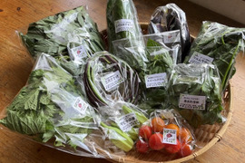 【自然栽培🍀60サイズ】朝採り新鮮！ミニ旬菜セット（少人数様向き）