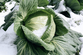 【冬ギフト】「冬季しか味わえない、越冬キャベツのお届けに参りました」　≪雪国で育まれた甘みたっぷりのキャベツ≫　兵庫県香美町産「雪ぶとんキャベツ」（６玉)