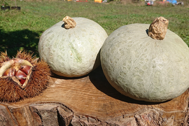 かぼちゃ2個『冬至かぼちゃ(1玉約2.5kg)』
