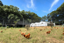 風と陽だまりが、ひと粒の命を育てた。-itadaki-平戸平飼い放牧卵/自然放牧【限定枠定期便】