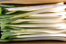 浜名湖の潮風で育てた【減農薬・減化学肥料】の甘トロ白ネギ（5ｋｇ） 約20～40本入/箱　２L・Lサイズのみの太いねぎ