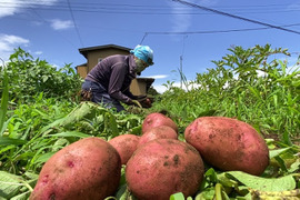 12月から販売予定【自然栽培🍀固定種アンデスレッド1kg】毎年種芋を繋いでいます🥔ジャガバターがイチオシ！ほっくりコク深く甘い赤皮ジャガイモ
