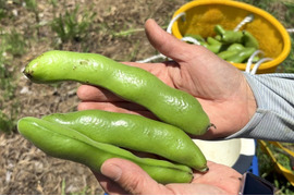 【自然栽培・自家採種🍀朝採りそら豆（さや付）】500g 15本前後・青臭くなく大粒で甘〜い！😋