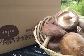 ちょっと贅沢に！大きいあがまる生しいたけ（菌床）0.5キロ