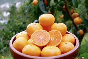 トロッとまろやか完熟早生みかん‼︎宮川早生【贈答用】　5kg